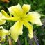 Hemerocallis Simplicity in Motion